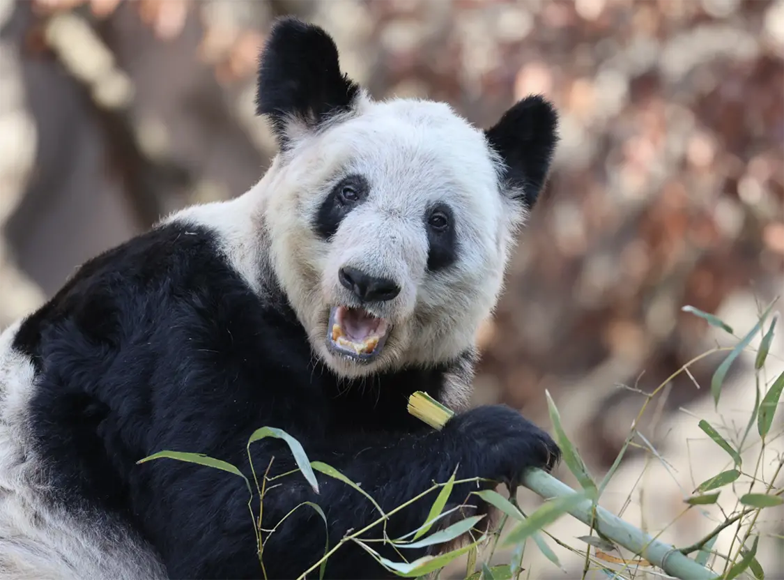 2023年2月10日，美国孟菲斯动物园，大熊猫“丫丫”正在吃竹子。GiantPandaGlobal 图
