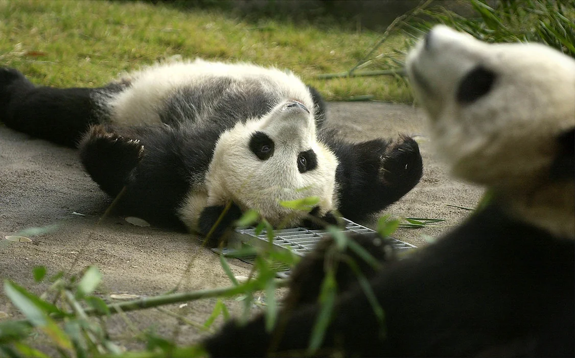 2010年，美国孟菲斯动物园，大熊猫“丫丫”（左）和“乐乐”。