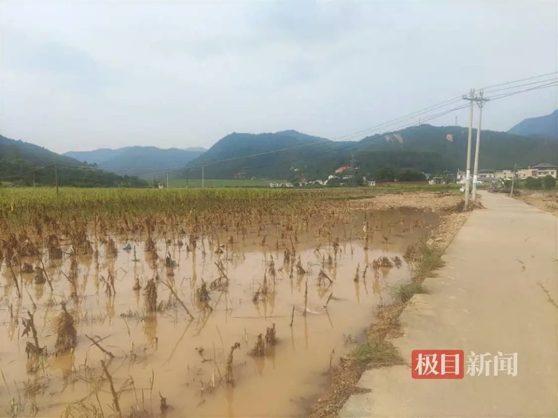 被洪水淹没的烟草地