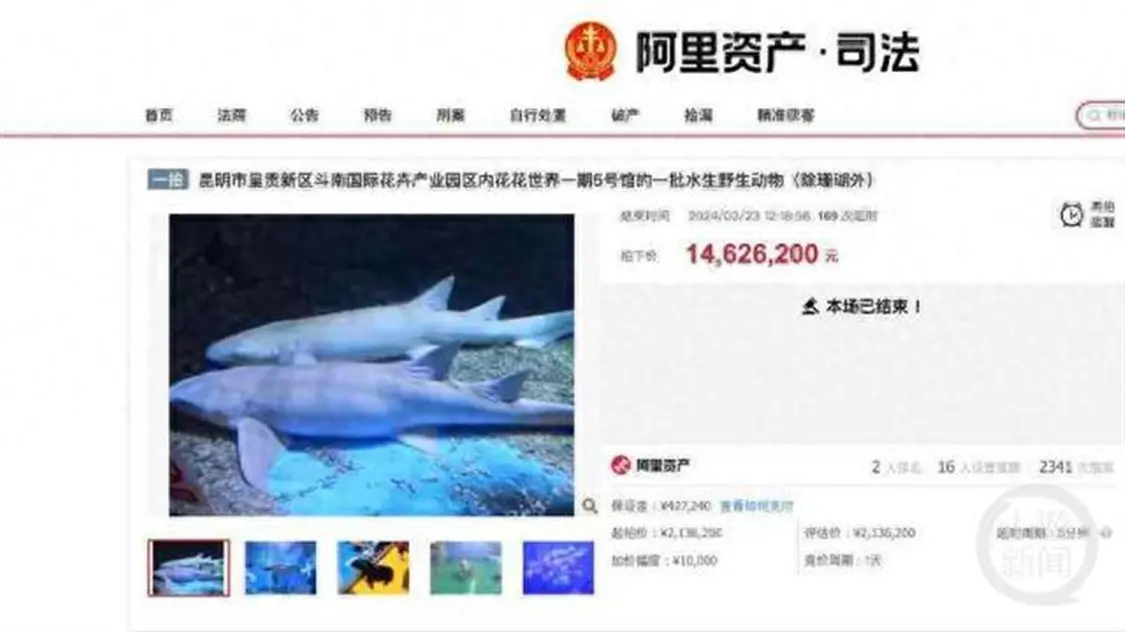 广州一公司26只海洋生物拍卖了2000多万，最值钱的是白鲸，此前昆明有一只评估价37.5万