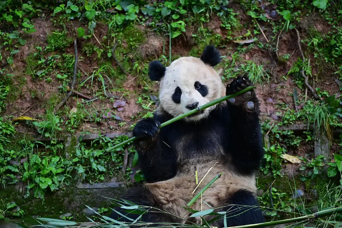 大熊貓「雲川」和「鑫寶」將赴美，期限10年