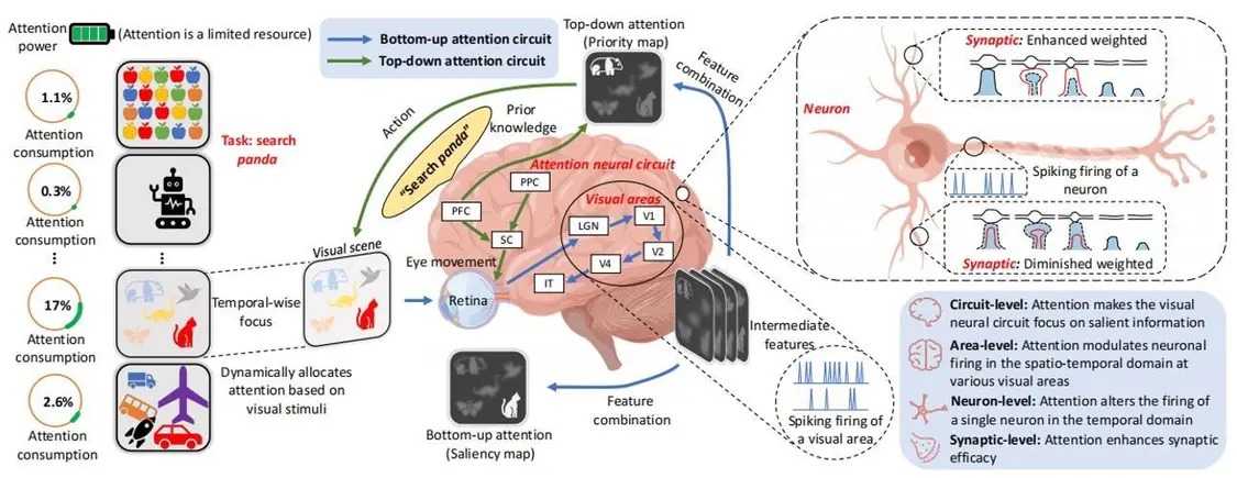 图2.人脑中的注意力机制