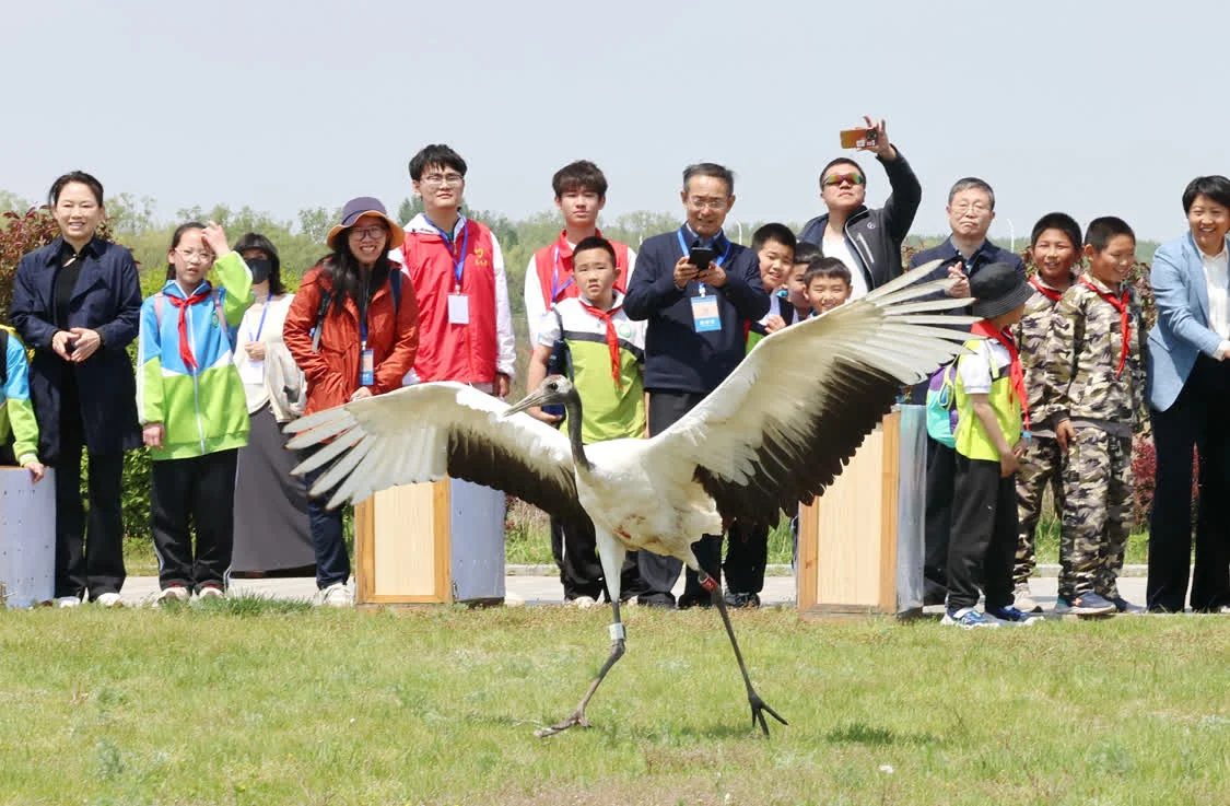 5月10日，志愿者在河北省秦皇岛市北戴河湿地放飞一只丹顶鹤。新华社记者 杨世尧 摄