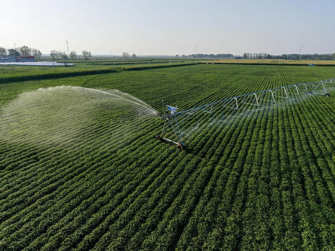 ▲7月30日,河南漯河舞阳县吴城镇西王村,一台长140余米的针式喷灌机正在一片花生地进行浇灌 图源/视觉中国