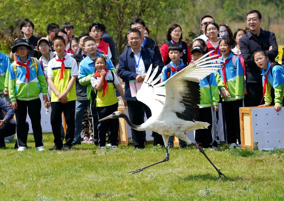5月10日，志愿者在河北省秦皇岛市北戴河湿地放飞一只丹顶鹤。新华社记者 杨世尧 摄