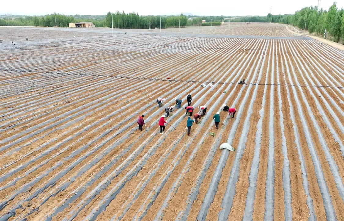 5月2日，卢龙县卢龙镇一家甘薯种植合作社的社员在田间栽种甘薯秧苗（无人机照片）。新华社记者 杨世尧 摄