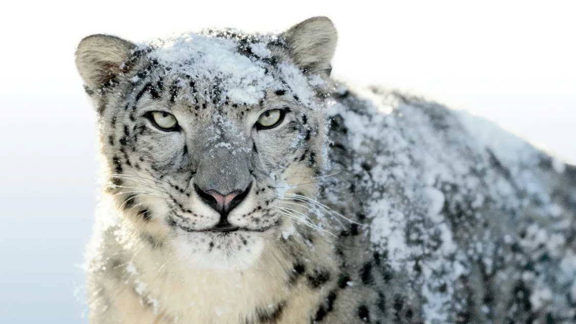 Mac OS X Snow Leopard 壁纸