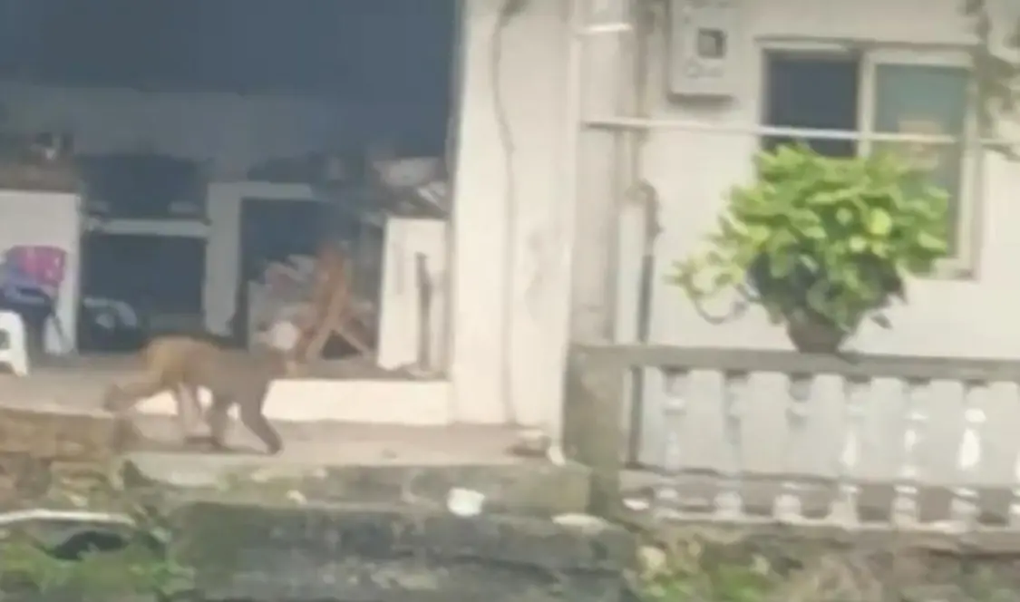 四川內江多地出現猴子 當地並無自然棲息地