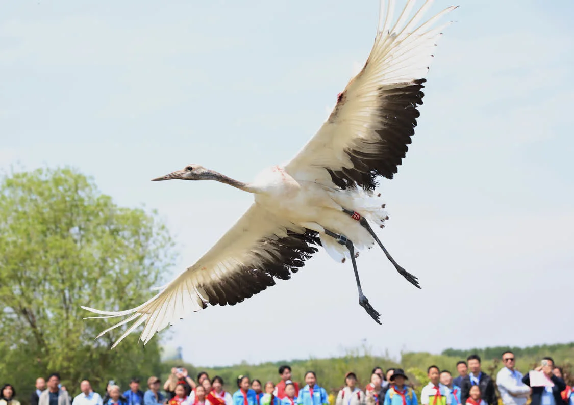 5月10日，志愿者在河北省秦皇岛市北戴河湿地放飞一只丹顶鹤。新华社记者 杨世尧 摄