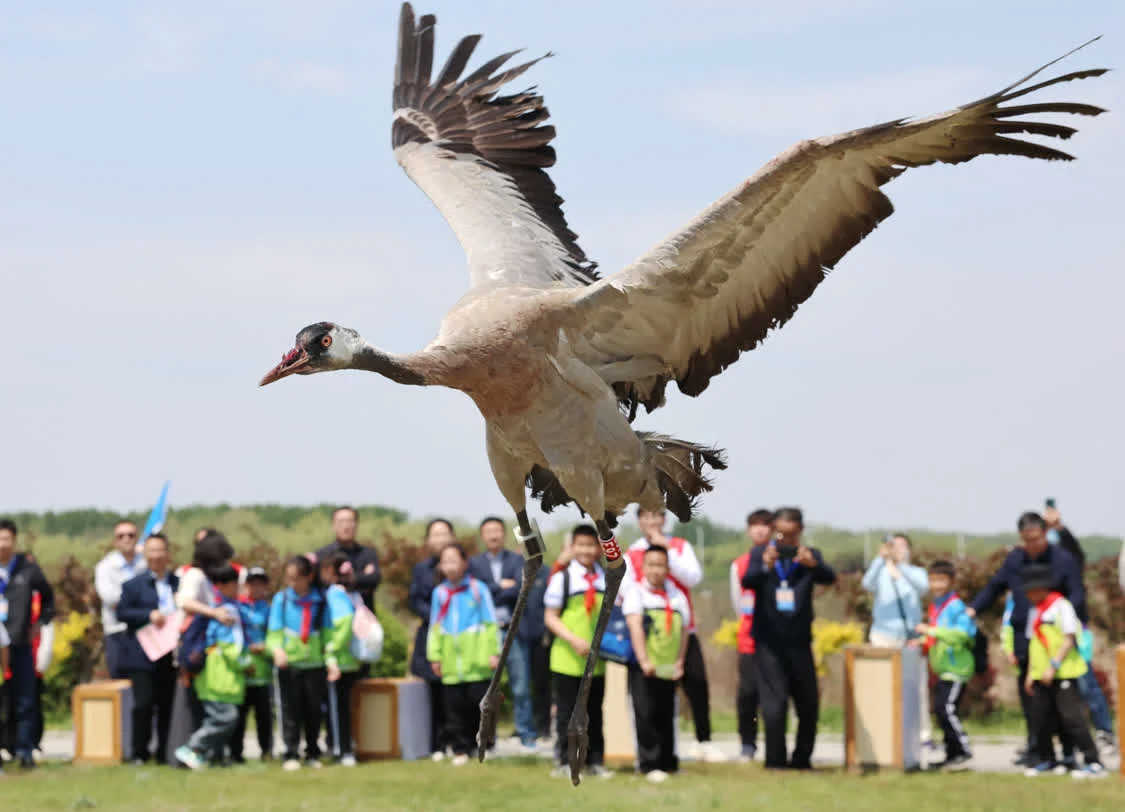 5月10日，志愿者在河北省秦皇岛市北戴河湿地放飞一只灰鹤。新华社记者 杨世尧 摄