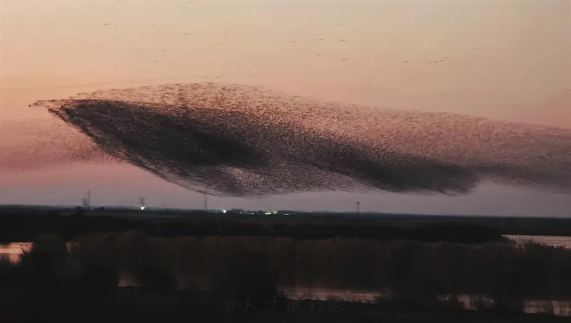 山東東營黃河口成“鳥類國際機場” 網友拍下“鳥浪化鯤”