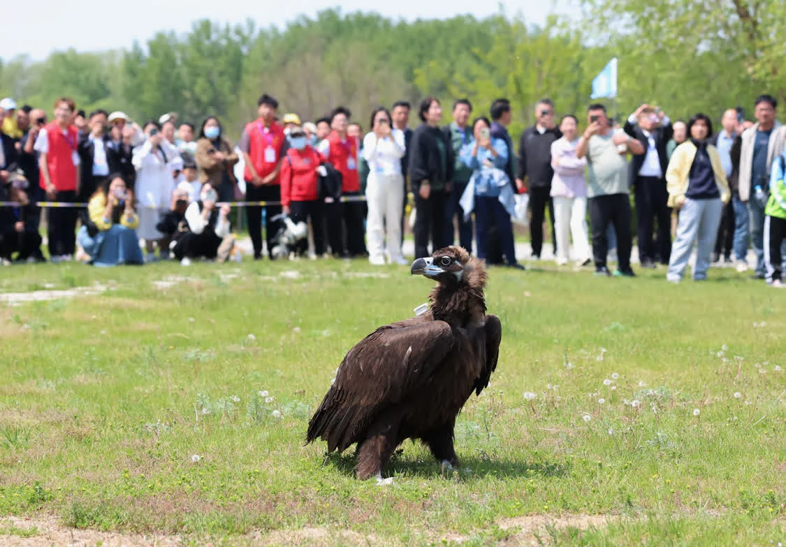 5月10日，志愿者在河北省秦皇岛市北戴河湿地放飞一只秃鹫。新华社记者 杨世尧 摄