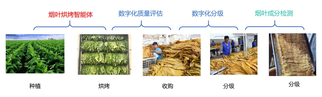 破解烘烤工艺适配难题，烟叶利用率跃升新解I中国农业科学院烟草研究所×莱森光学联合发布烟叶素质光谱分析仪_https://www.izongheng.net_快讯_第7张
