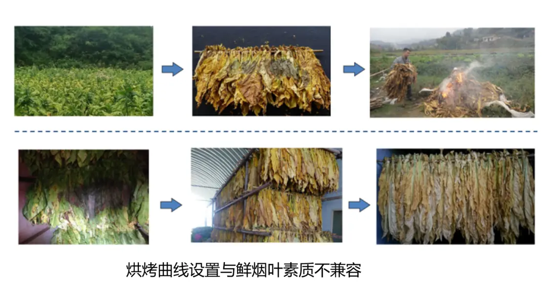 破解烘烤工艺适配难题，烟叶利用率跃升新解I中国农业科学院烟草研究所×莱森光学联合发布烟叶素质光谱分析仪_https://www.izongheng.net_快讯_第6张