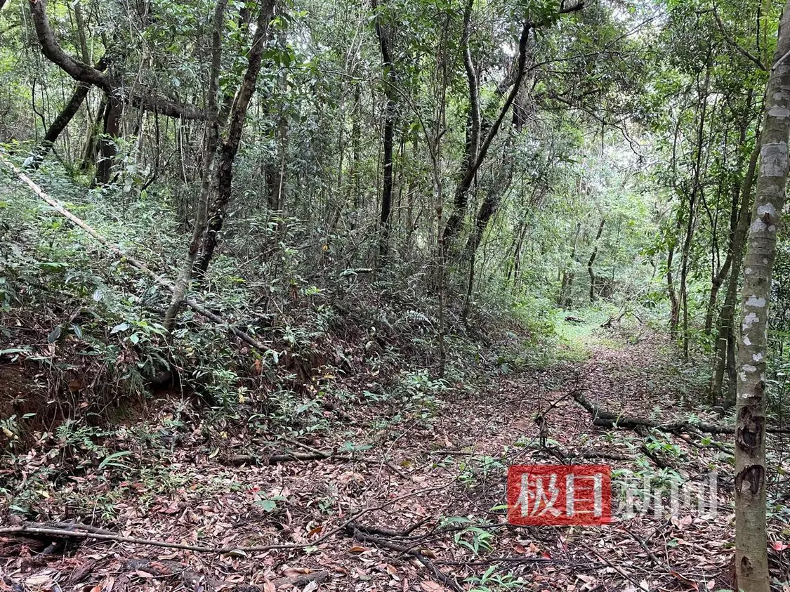 月月遇害的山林 （极目新闻记者丁伟、李贤诚摄）