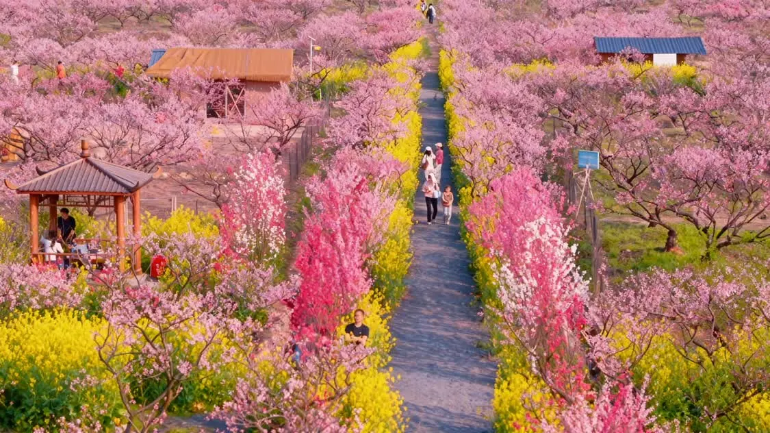 2026年3月底,湖南常德桃花源风景名胜区桃花盛放,游客漫步花海,尽享春日盛景。新华社发(刘德平 摄)