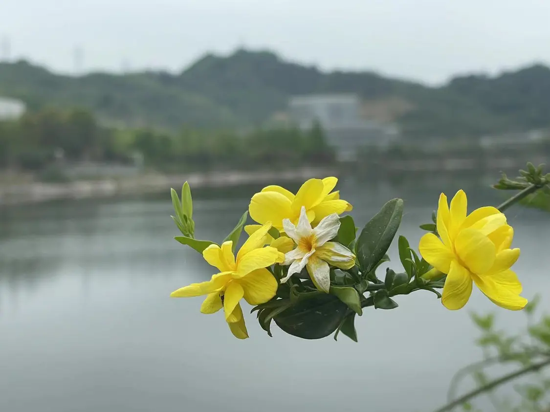 学到了吗（春游湖）春游湖这首诗表达了作者怎样的思想感情 第3张