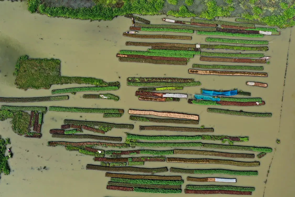 ▲在位于孟加拉国南部的博里萨尔，越来越多的农民选择在水上开辟农田，来克服气候变化带来的海平面上升。图/新华社