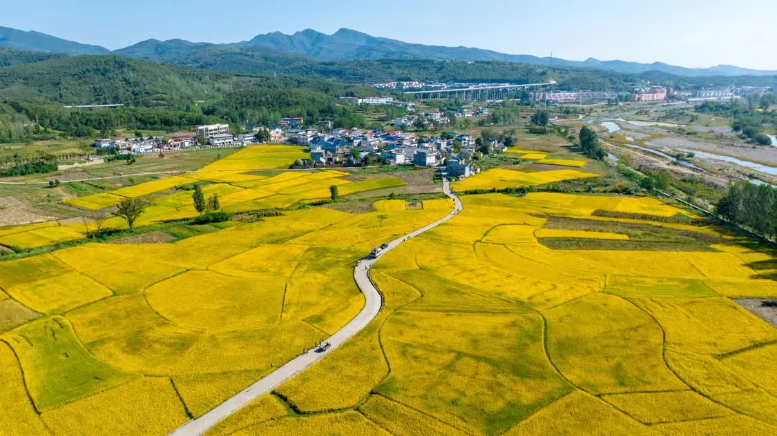 《山河锦绣》完美收官，鲁山小尔城的金黄稻田成为网红打卡地