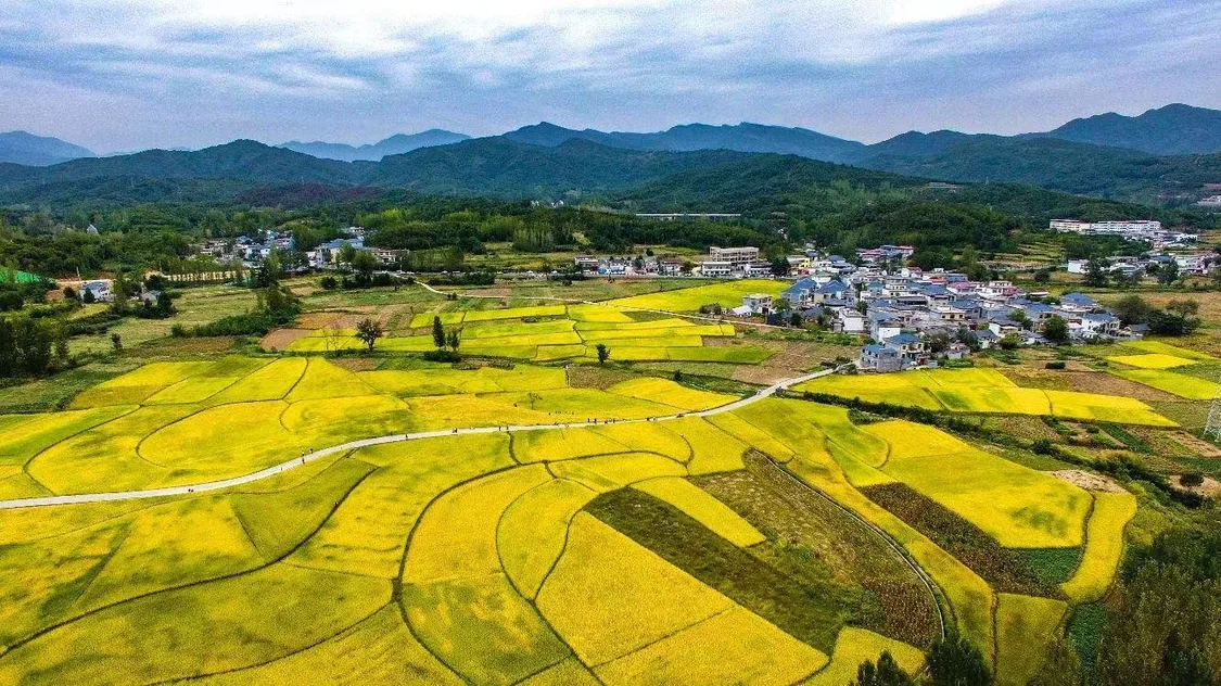 《山河锦绣》完美收官，鲁山小尔城的金黄稻田成为网红打卡地