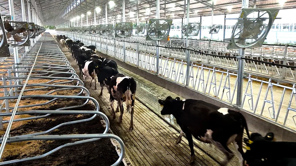 吹空扇 噴淋雨 睡軟臥 3000頭荷斯坦奶牛喜遷科迪集團萬頭生態智慧牧場