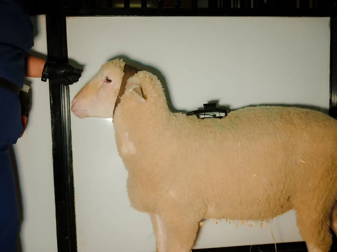这只绵羊身上装有Neuralink植入物和电池组