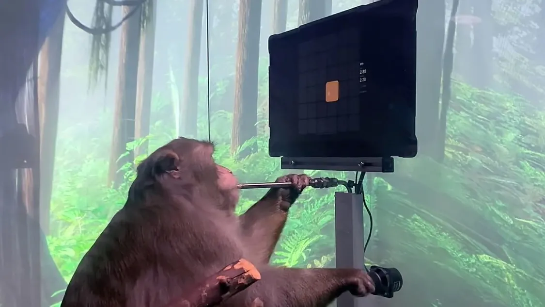 植入脑芯片的猴子在玩游戏