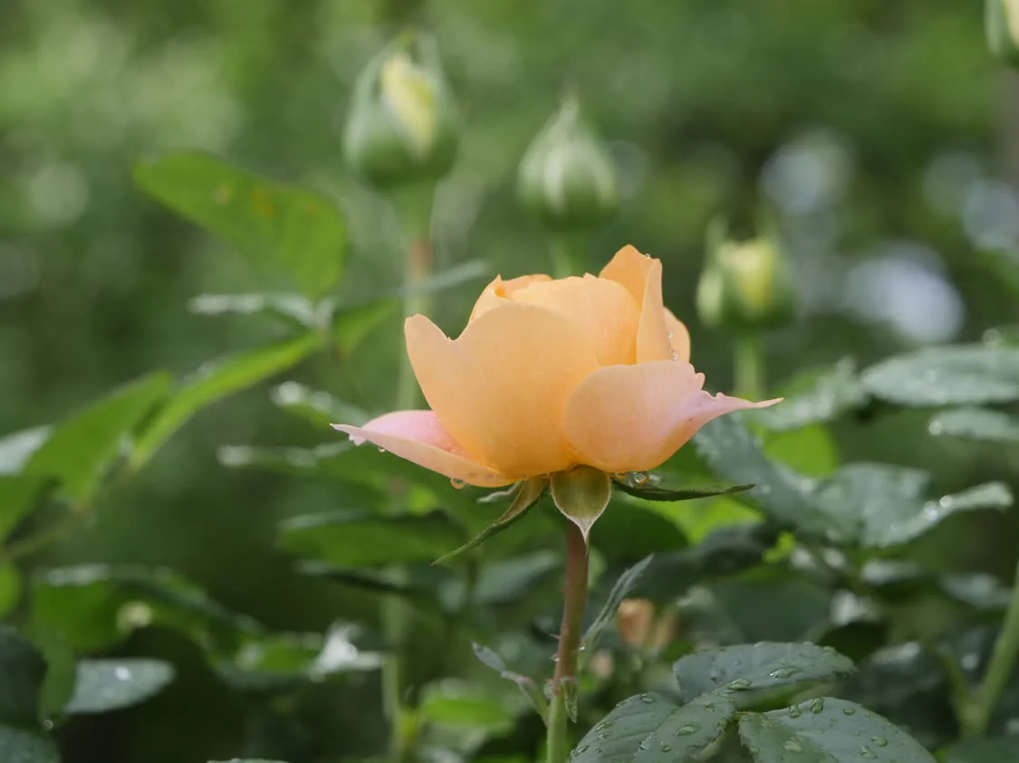 南京月季展绽放春之华章：百种“玫瑰”斗艳，邀你共赏“花中皇后”