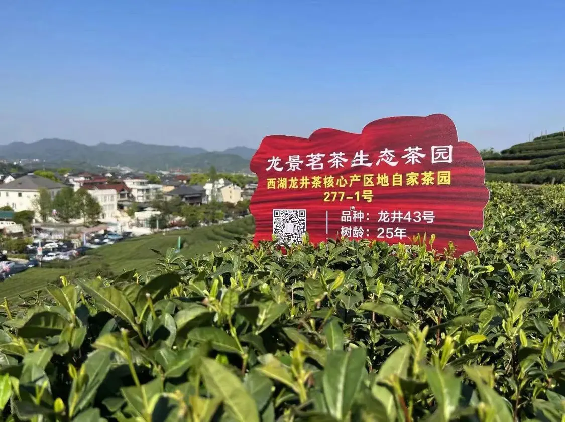 “土叶子”真正变成了“金叶子”——一件提案促成西湖茶产业背后的发展故事