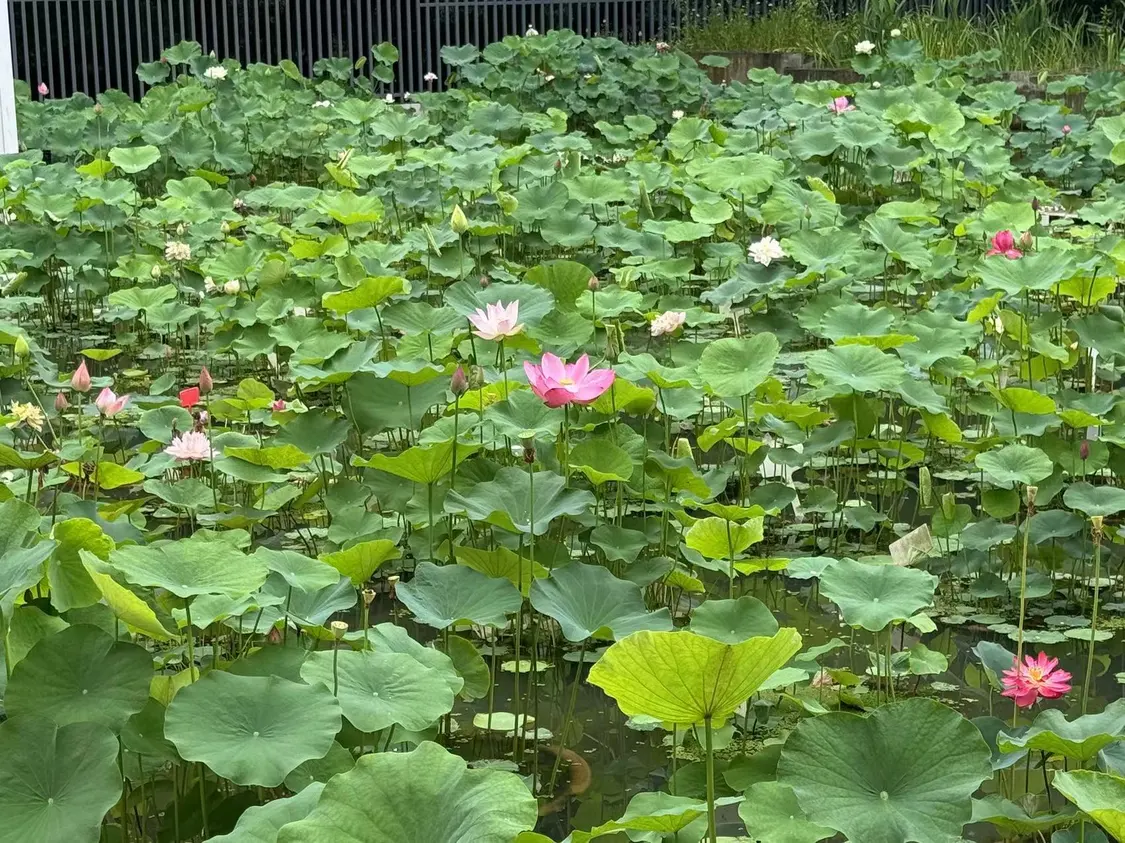 “水下森林”奇妙呈现！南京中山植物园上“新”