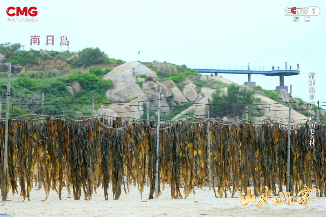 海中收获“黑金条”，田中细嗅薰衣草，与《山水间的家》邂逅恬静治愈的乡村生活！