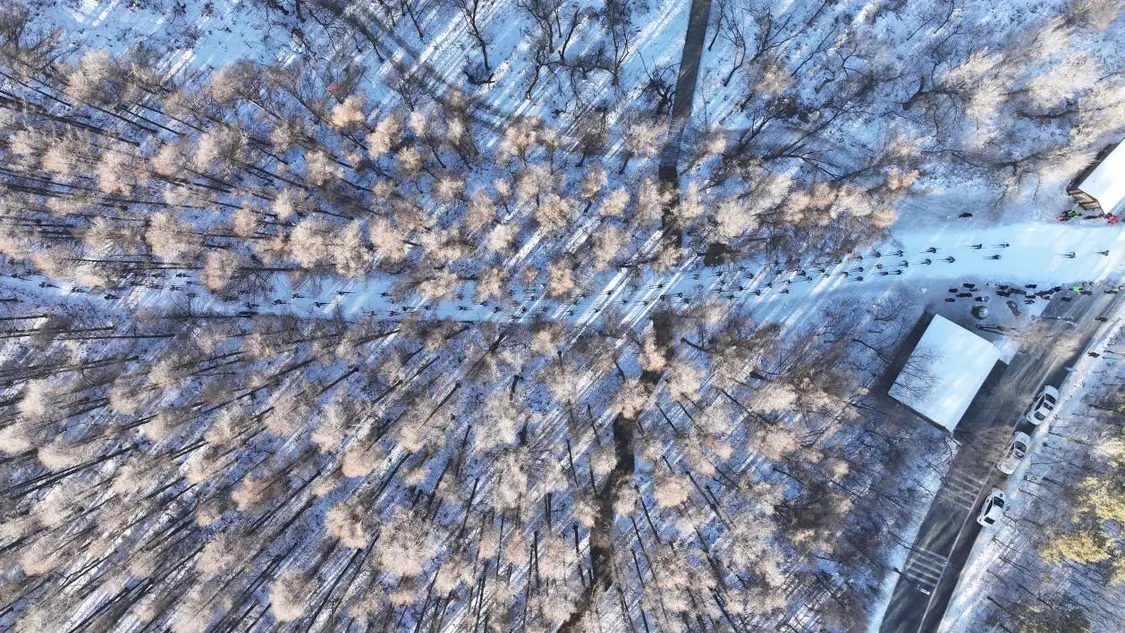 运动员在净月潭森林公园林间穿越。官方供图。