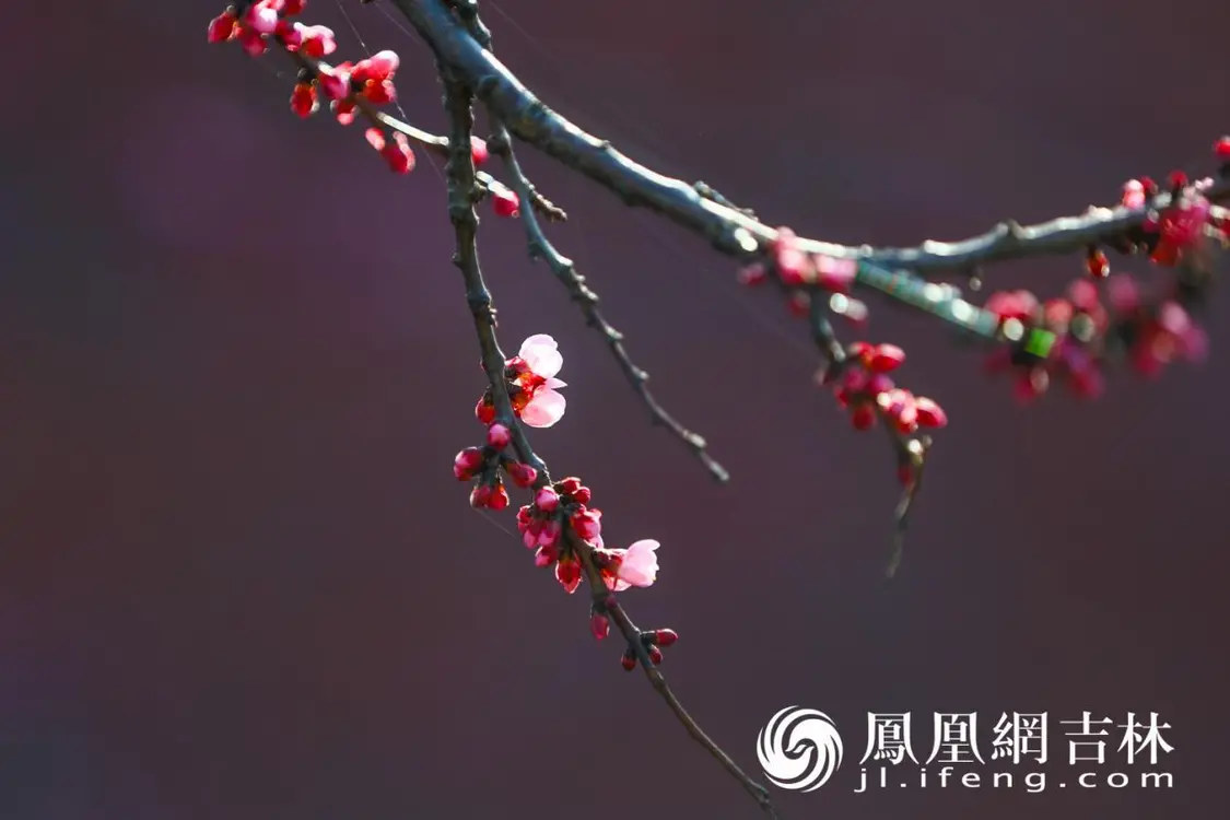 图集|红杏枝头春意闹凤凰网吉林_凤凰网