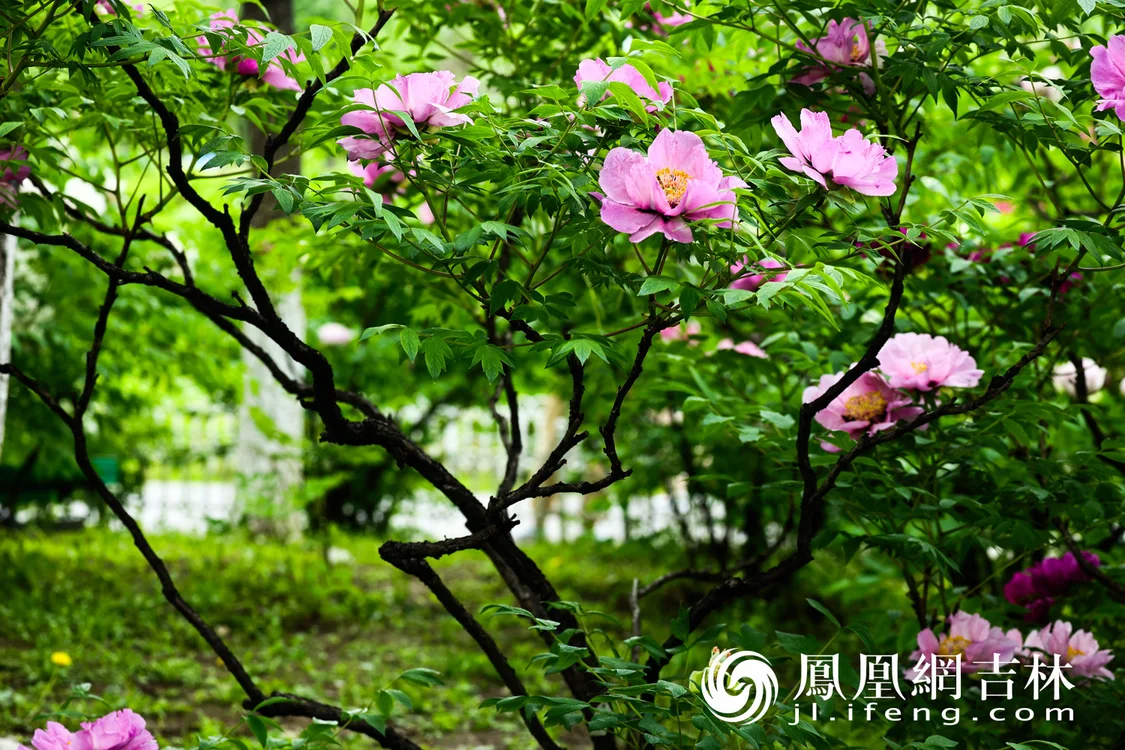 图集丨长春牡丹园小满竞芳华