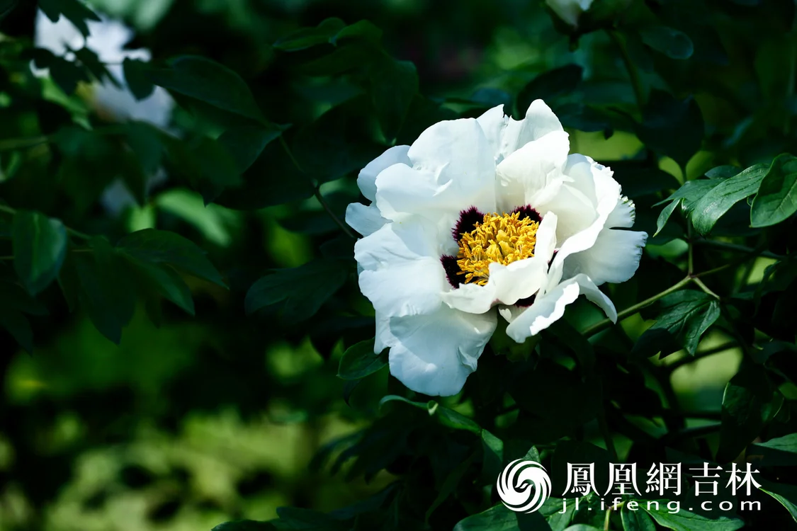 图集丨长春牡丹园小满竞芳华