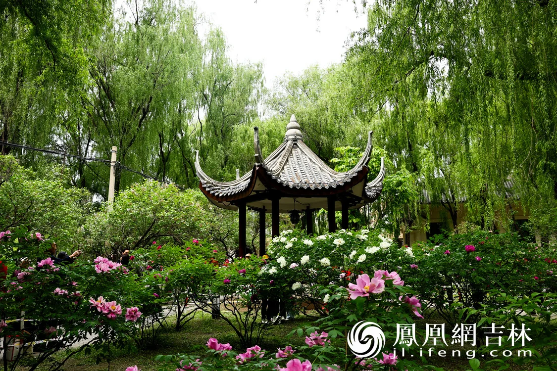 图集丨长春牡丹园小满竞芳华