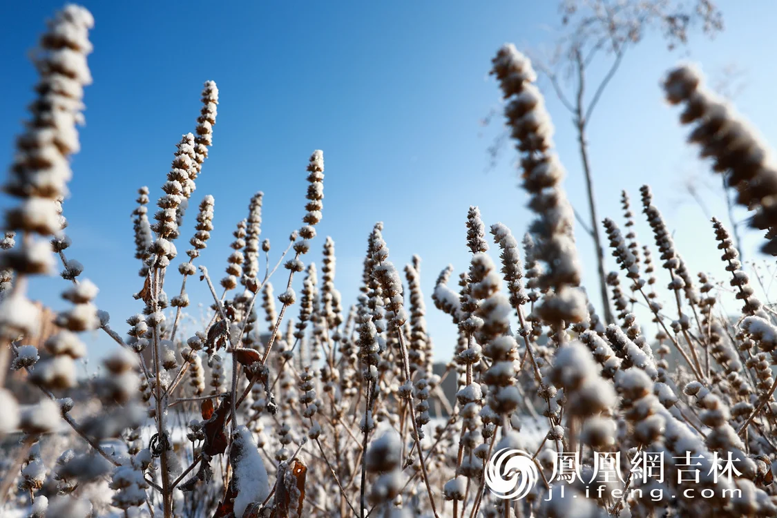 图集丨长春伊通河畔现雾凇奇观
