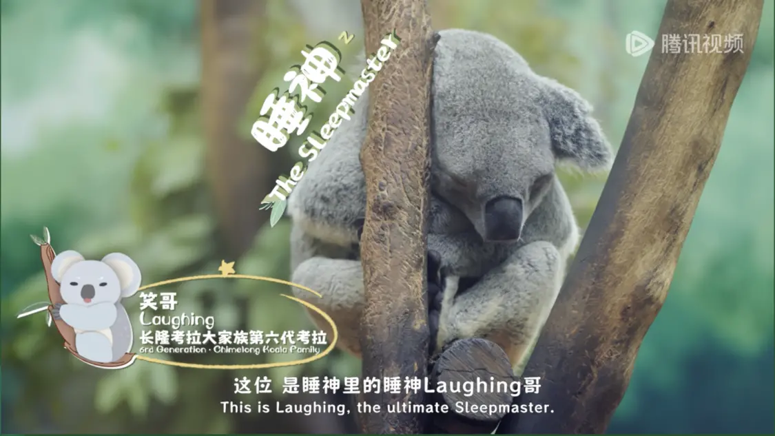 《我是考拉，欢迎光临我们的家》温情收官：一个八代考拉大家族，二十年的爱与守候