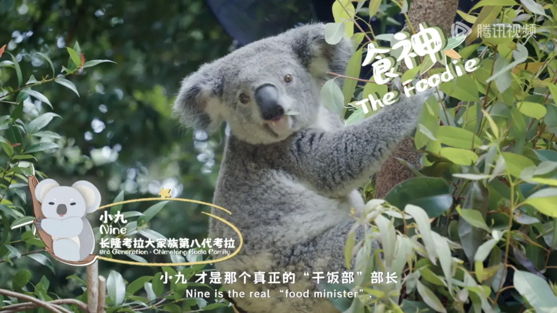 《我是考拉，欢迎光临我们的家》温情收官：一个八代考拉大家族，二十年的爱与守候