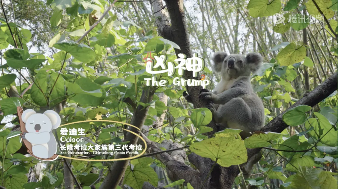 《我是考拉，欢迎光临我们的家》温情收官：一个八代考拉大家族，二十年的爱与守候