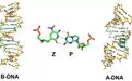 Science：重磅！首次构建出由8种核苷酸组成的DNA，从而让DNA编码能力增加一倍