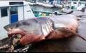 日本外海发现2000公斤巨型大白鲨 惨遭海龟噎死