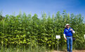 贸易摩擦不休 美国农民把目光转向工业大麻种植