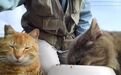 9年时间拍了近2万个几乎没人看的猫猫视频，他依然不打算停下来