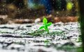 雨水时节听雨声：雨水淅淅 引人沉思