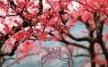 名家笔下的十里春光：春暖花开时 莫负好时光