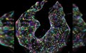 科学家研究全新“DNA显微术”给细胞内部“拍照片”