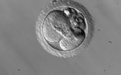 Genome Res：嵌合体胚胎真的有望成为试管婴儿过程中的“黑马”吗？
