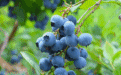 揭秘 ¦ 吃了这么多年蓝莓，竟然不知道蓝莓有这样动人的传说！