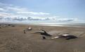 冰岛海滩现搁浅鲸鱼群 半掩沙土中触目惊心